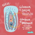 Glândulas de Skene e Glândulas de Bartholin
